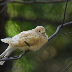 Animaux